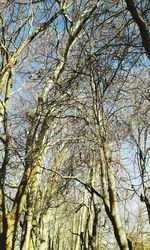 Low angle view of tree