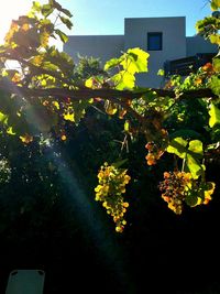 Yellow flowers growing on tree