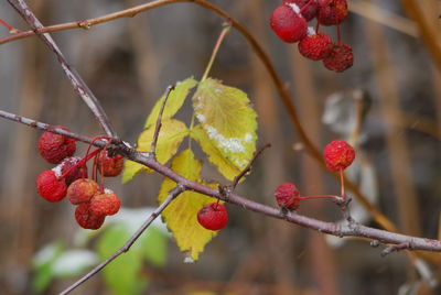 Close-up of red berries growing on tree