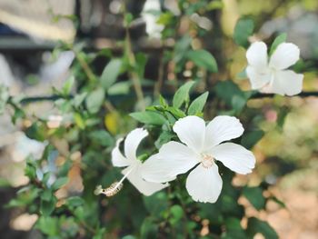 Close-up of white flowering plant