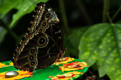 Close-up of butterfly