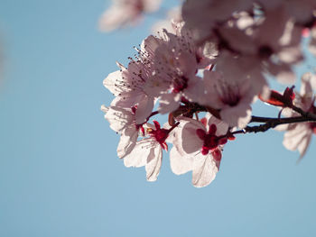 Low angle view of cherry blossoms against sky