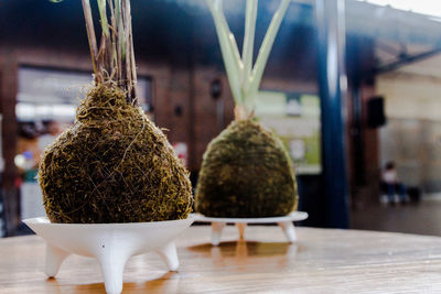 Close-up of potted plant on table