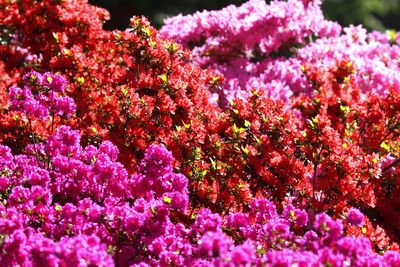 Close-up of pink flowering plants