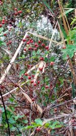 Close-up of berries on tree