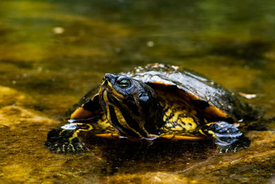 Black and yellow turtle in flat water