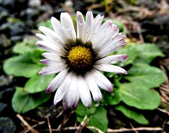 Close-up of pink flower