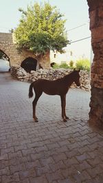 View of dog standing on footpath