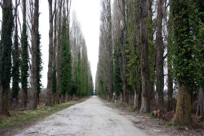 Dirt road amidst trees in forest