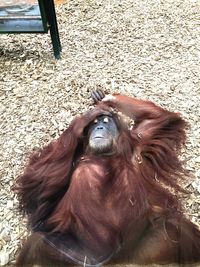 Close-up of monkey sitting