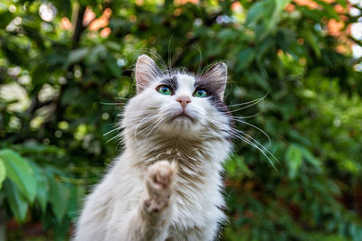 Close-up portrait of cat against plants