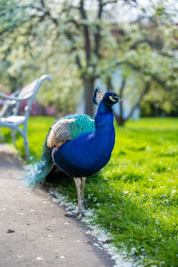 peacock