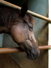 Brown horse with pony on the stable from side view shot