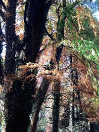 Low angle view of trees in forest