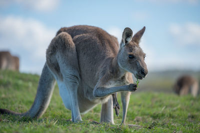 Kangaroo in a field