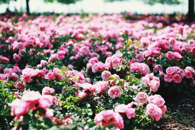 Close-up of pink flowers on field