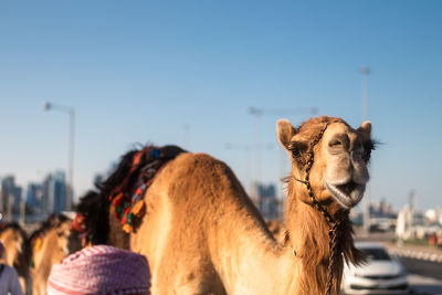 Smiling camel on city street looking at camera. doha in qatar.