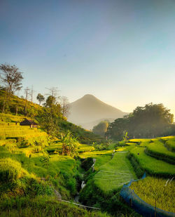 Scenic view of agricultural field against clear sky