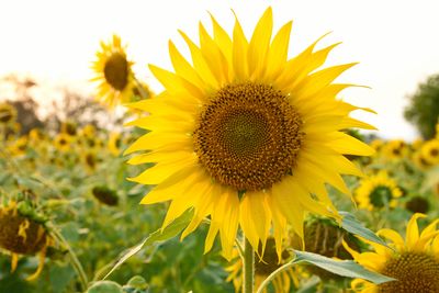 Close-up of sunflower on field