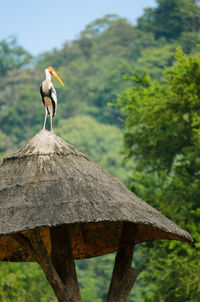 Close-up of bird perching on tree against sky