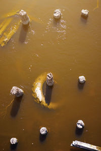 High angle view of duck swimming in lake