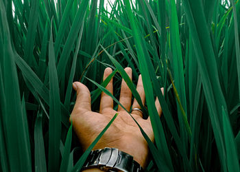 Woman hand holding leaf on field