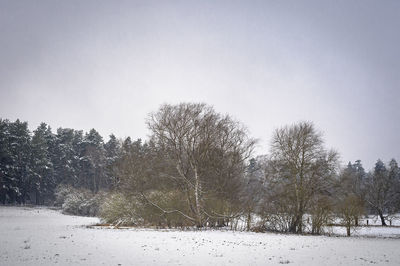 Trees on field against sky during winter