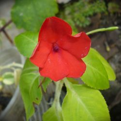 Close-up of red flower