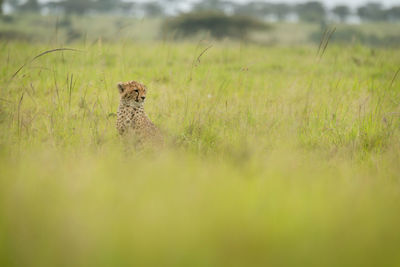 View of a cat on field