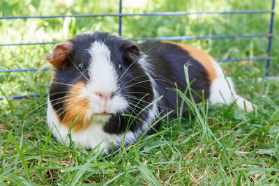 Close-up of a rabbit on grass