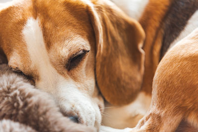 Close-up of dog