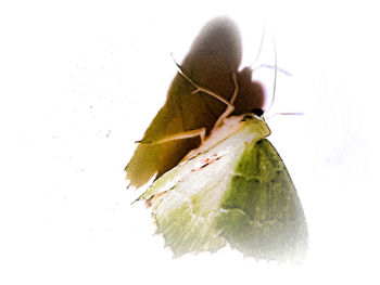 Close-up of insect over white background