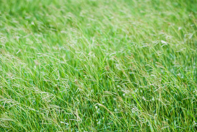 Full frame shot of corn field