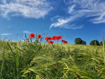 Low angle view of plants growing on field against sky