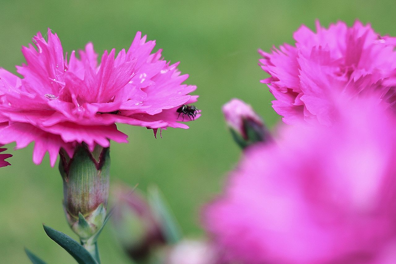 flower, flowering plant, fragility, vulnerability, plant, freshness, petal, beauty in nature, close-up, growth, flower head, pink color, invertebrate, animals in the wild, one animal, insect, animal themes, animal, animal wildlife, inflorescence, no people, pollination, purple