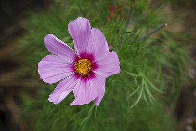 Close-up of daisy flower