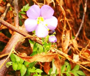 Close-up of insect on flower