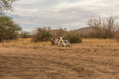 African longhorn cattle in an enclosure on a farm in namibia