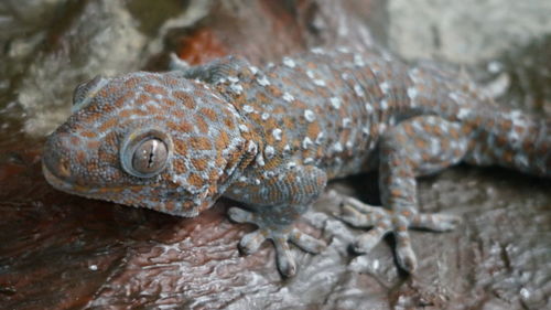 Close-up of lizard on rock