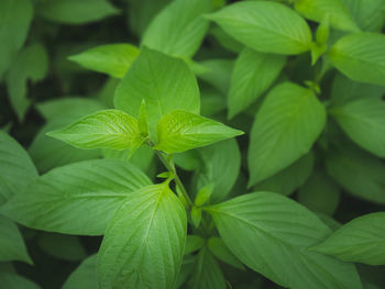 Full frame shot of green leaves