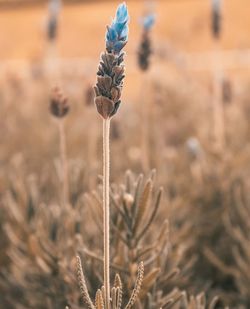 Close-up of dried plant on field