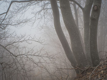 Close-up of bare tree in winter