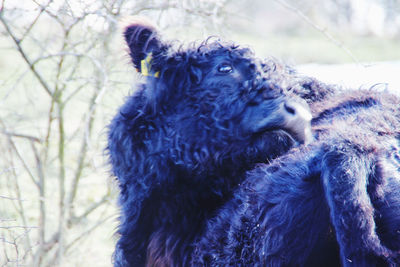 Close-up of a horse