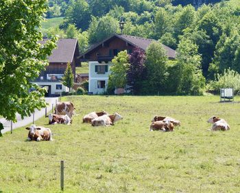 Sheep grazing in a field