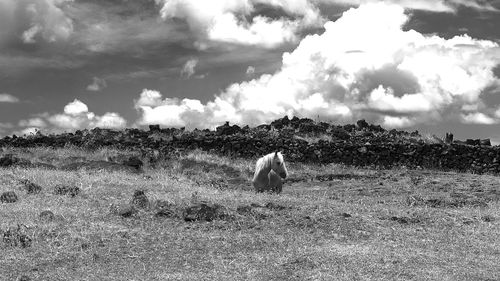 View of horse on field against sky