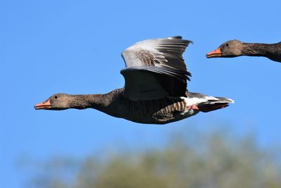 Low angle view of goose flying against the sky