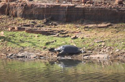 Ducks swimming in lake