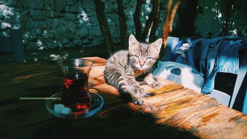 Portrait of cat sitting by drink on table