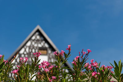 Low angle view of flowering plants against blue sky