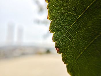 Close-up of leaf